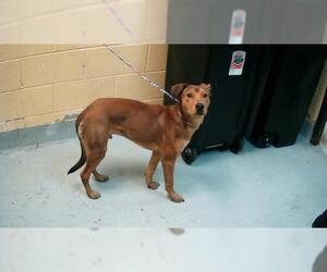 Mutt Dogs for adoption in Tulsa, OK, USA