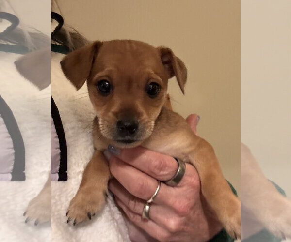 Medium Photo #2 Chihuahua-Unknown Mix Puppy For Sale in Pottstown, PA, USA