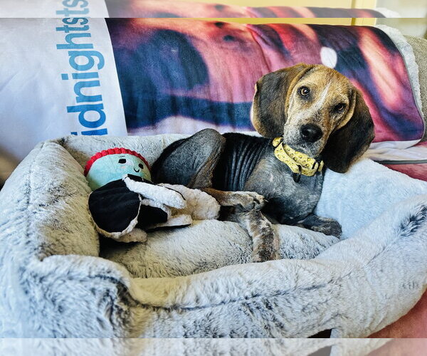Medium Photo #2 Beagle-Unknown Mix Puppy For Sale in Brooklyn Center, MN, USA