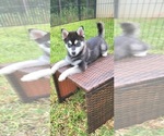 Puppy Puppy 3 Gwen Pomsky
