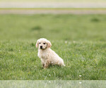Small Photo #6 Golden Retriever Puppy For Sale in POWERS, OR, USA