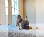 Small Photo #4 French Bulldog Puppy For Sale in WEST COLUMBIA, SC, USA