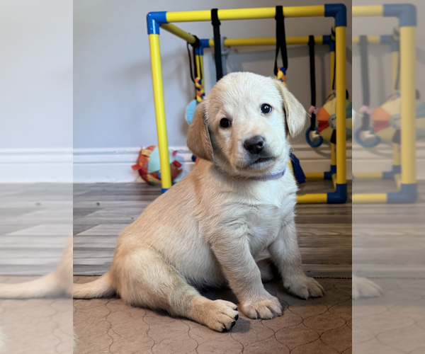 Medium Photo #7 Labrador Retriever Puppy For Sale in ARLINGTON, TX, USA
