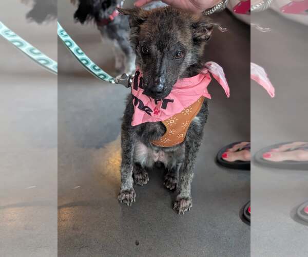 Medium Photo #3 Mutt Puppy For Sale in Holly Springs, NC, USA