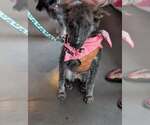 Small Photo #3 Mutt Puppy For Sale in Holly Springs, NC, USA