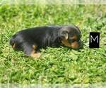 Small Photo #4 Yorkshire Terrier Puppy For Sale in MANES, MO, USA