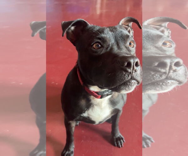 Medium Photo #8 Mutt Puppy For Sale in Webster, WI, USA