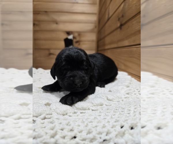 Medium Photo #1 Labradoodle Puppy For Sale in WILLIAMSTOWN, KY, USA