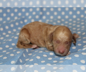 Goldendoodle (Miniature) Puppy for sale in BLMGTN, IN, USA