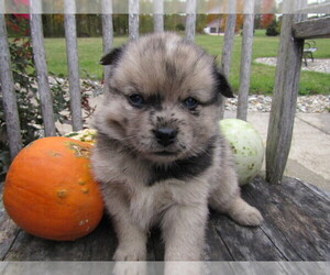 Pomsky Puppy for sale in ADRIAN, MI, USA