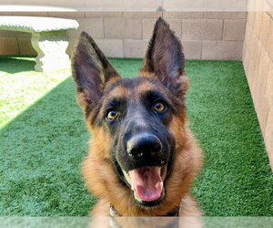 German Shepherd Dog-Unknown Mix Dogs for adoption in Moreno Valley, CA, USA
