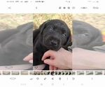 Puppy Chile Labrador Retriever