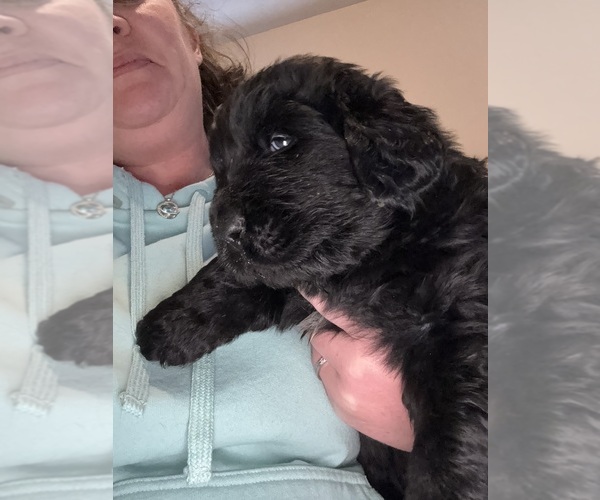 Medium Photo #1 Newfoundland Puppy For Sale in MARTINSBURG, WV, USA