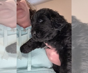 Newfoundland Puppy for sale in MARTINSBURG, WV, USA