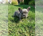 Small Photo #4 French Bulldog Puppy For Sale in PASCO, WA, USA