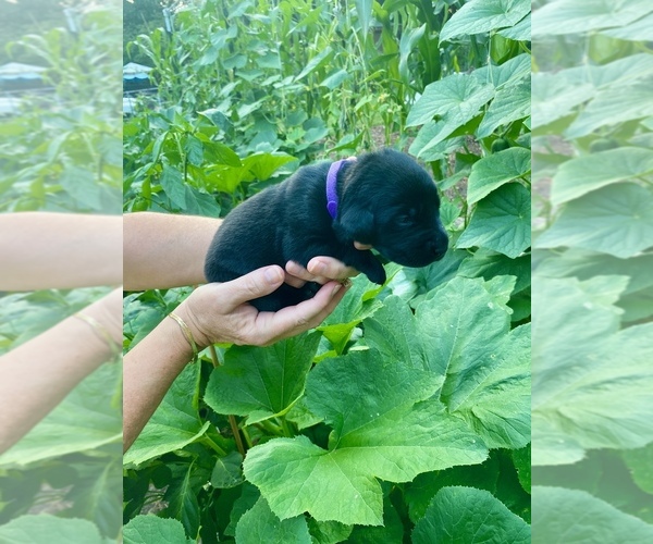 Medium Photo #7 Labrador Retriever Puppy For Sale in AIKEN, SC, USA