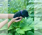 Small #6 Labrador Retriever