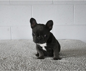 French Bulldog Puppy for sale in MILLERSBURG, OH, USA