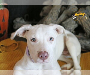 HoneyBelle - Female Pointer-Unknown Mix Dog for Adoption - Photo #2