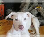 Small Photo #2 Pointer-Unknown Mix Puppy For Sale in Wakefield, RI, USA