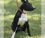 Small #1 Border Collie