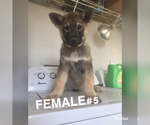 Wolf Hybrid Puppy for sale in ELEPHANT BTTE, NM, USA