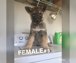 Small Photo #1 Wolf Hybrid Puppy For Sale in ELEPHANT BTTE, NM, USA