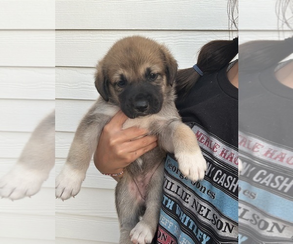 Medium Photo #2 Labrenees Puppy For Sale in BELTON, TX, USA