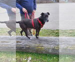 Small #11 Labrador Retriever Mix