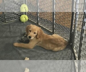 Golden Retriever Puppy for sale in RIGA, MI, USA