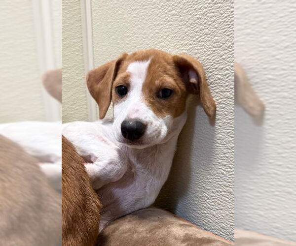 Medium Photo #5 Chiweenie Puppy For Sale in Jefferson, NJ, USA