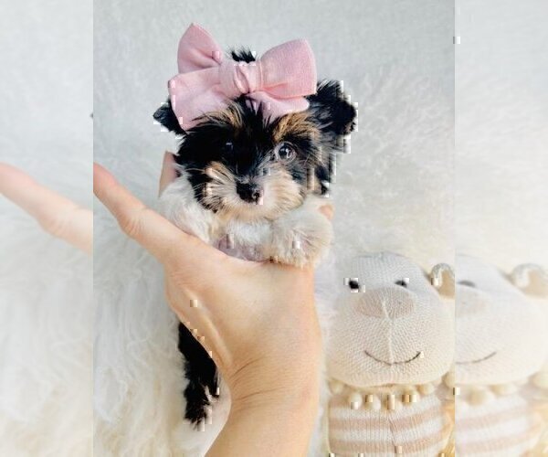 Medium Photo #10 Morkie Puppy For Sale in WEST PALM BEACH, FL, USA