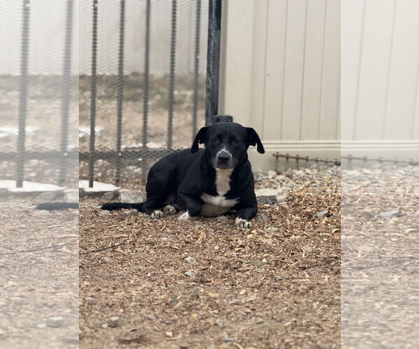 Medium Photo #7 Border Collie-Unknown Mix Puppy For Sale in Corning, AR, USA