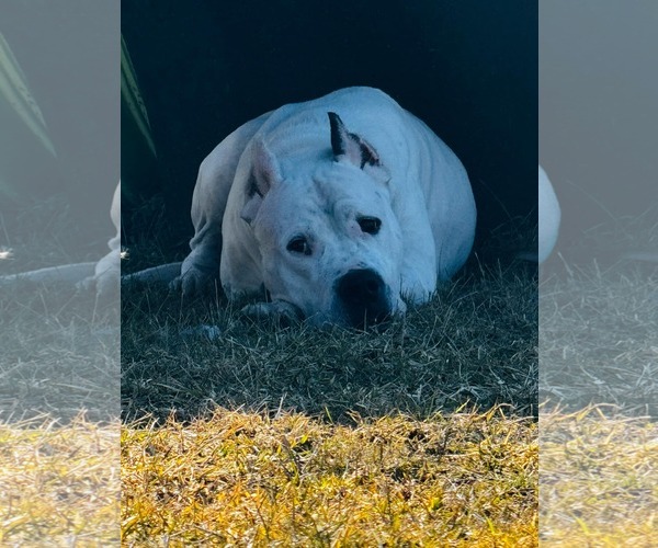 Medium Photo #5 Dogo Argentino Puppy For Sale in Belleville, MI, USA