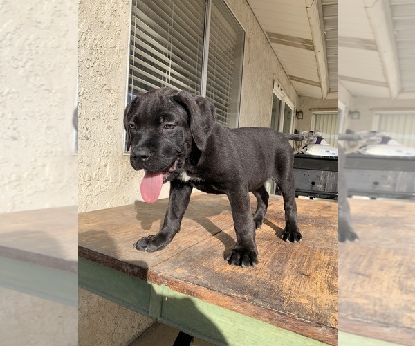 Full screen Photo #8 Cane Corso Puppy For Sale in HEMET, CA, USA