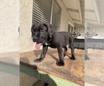 Small Photo #8 Cane Corso Puppy For Sale in HEMET, CA, USA