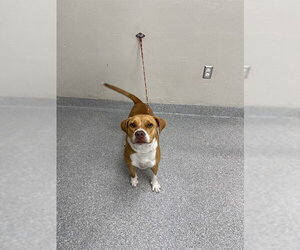 Labrador Retriever-Unknown Mix Dogs for adoption in Pasadena, TX, USA