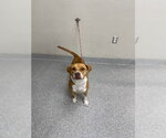 CANELA - Female Labrador Retriever-Unknown Mix Dog for Adoption - Small photo
