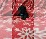 Puppy Puppy 1 Australian Labradoodle-Cavapoo Mix