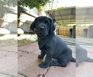 Labrador Retriever Puppy for sale in CLOVIS, CA, USA