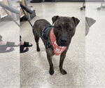 Small #12 American Pit Bull Terrier Mix