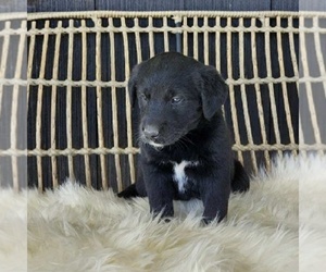 Golden Retriever-Mutt Mix Puppy for sale in DUNDEE, OH, USA