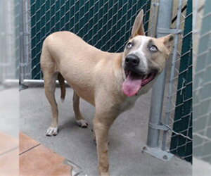 Mutt Dogs for adoption in Downey, CA, USA
