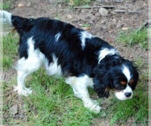 Mother of the Cavalier King Charles Spaniel puppies born on 05/13/2022