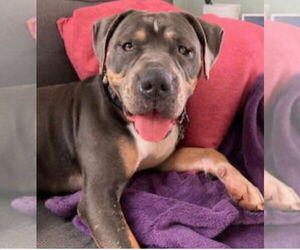 American Pit Bull Terrier-Staffordshire Bull Terrier Mix Dogs for adoption in Princeton, MN, USA