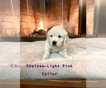 Small Photo #4 English Cream Golden Retriever Puppy For Sale in MIDLAND, MI, USA