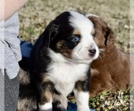 Small Photo #2 Miniature Australian Shepherd Puppy For Sale in WICHITA FALLS, TX, USA