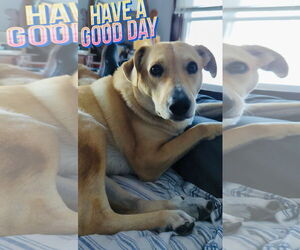 Peach - Female Labrador Retriever-Unknown Mix Dog for Adoption - Photo #2