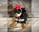 Small #2 Rat Terrier