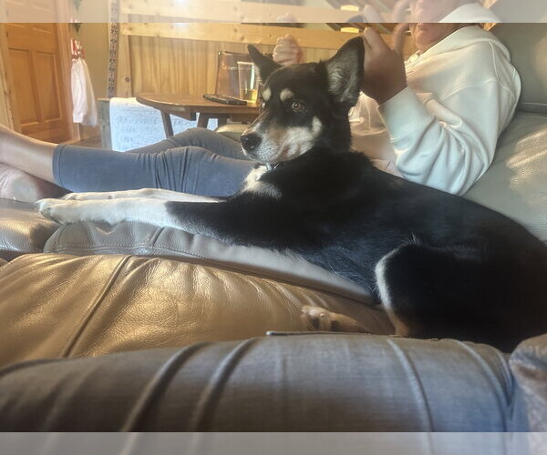 Medium Photo #5 Siberian Husky-Unknown Mix Puppy For Sale in Mouth Of Wilson, VA, USA